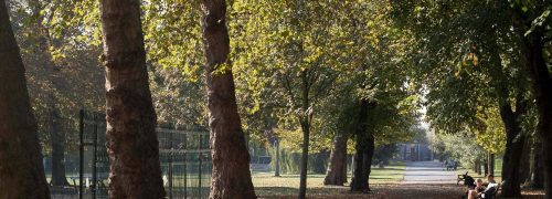 A line of trees in a park