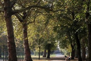 Royal Victoria Gardens, avenue of trees