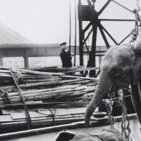 An elephant being unloaded from a boat using a net of ropes
