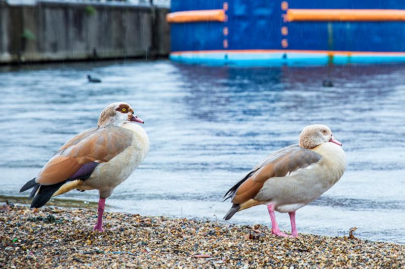 Ducks at the Royal Docks