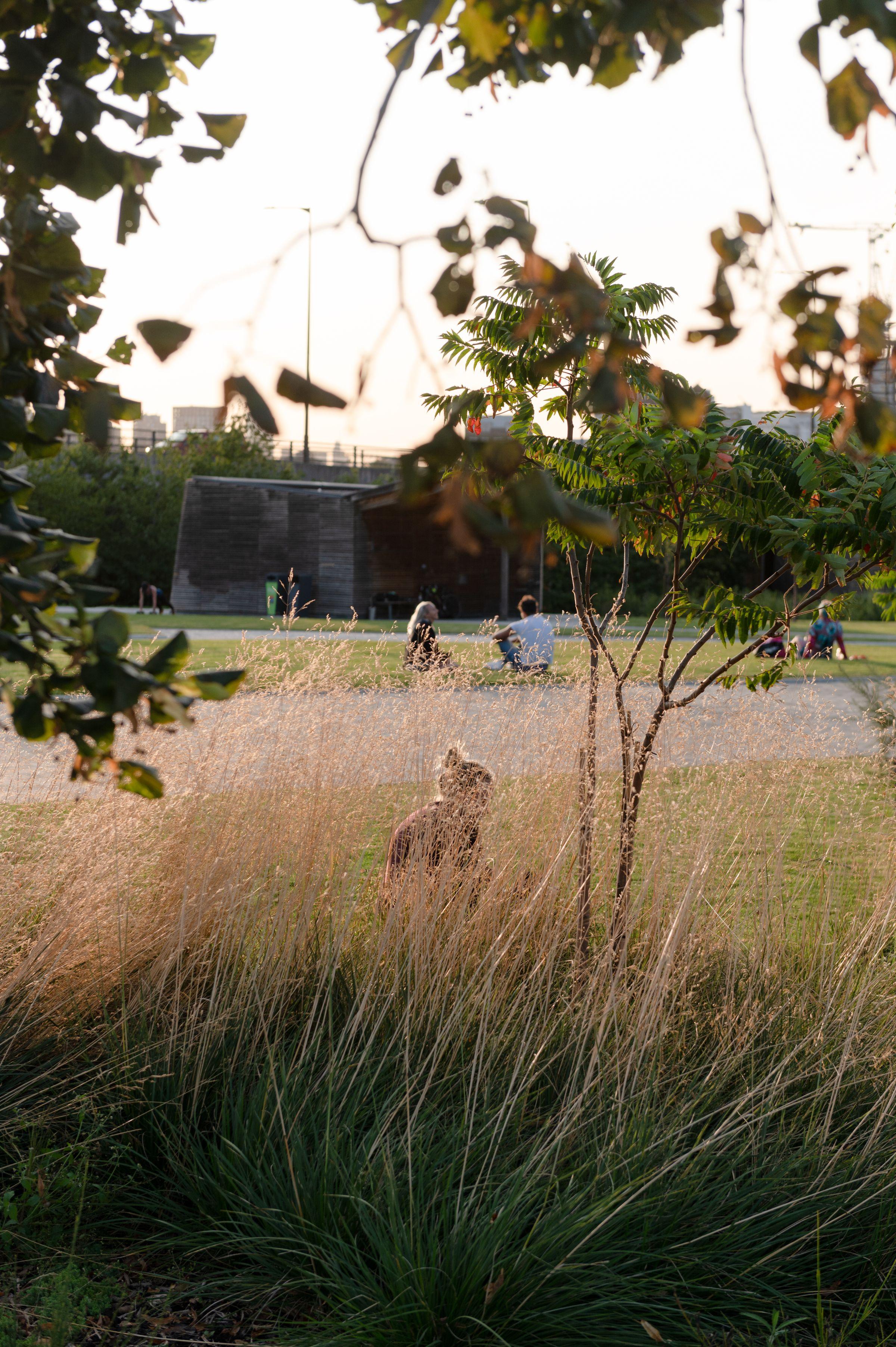 Grasses and people picnicking