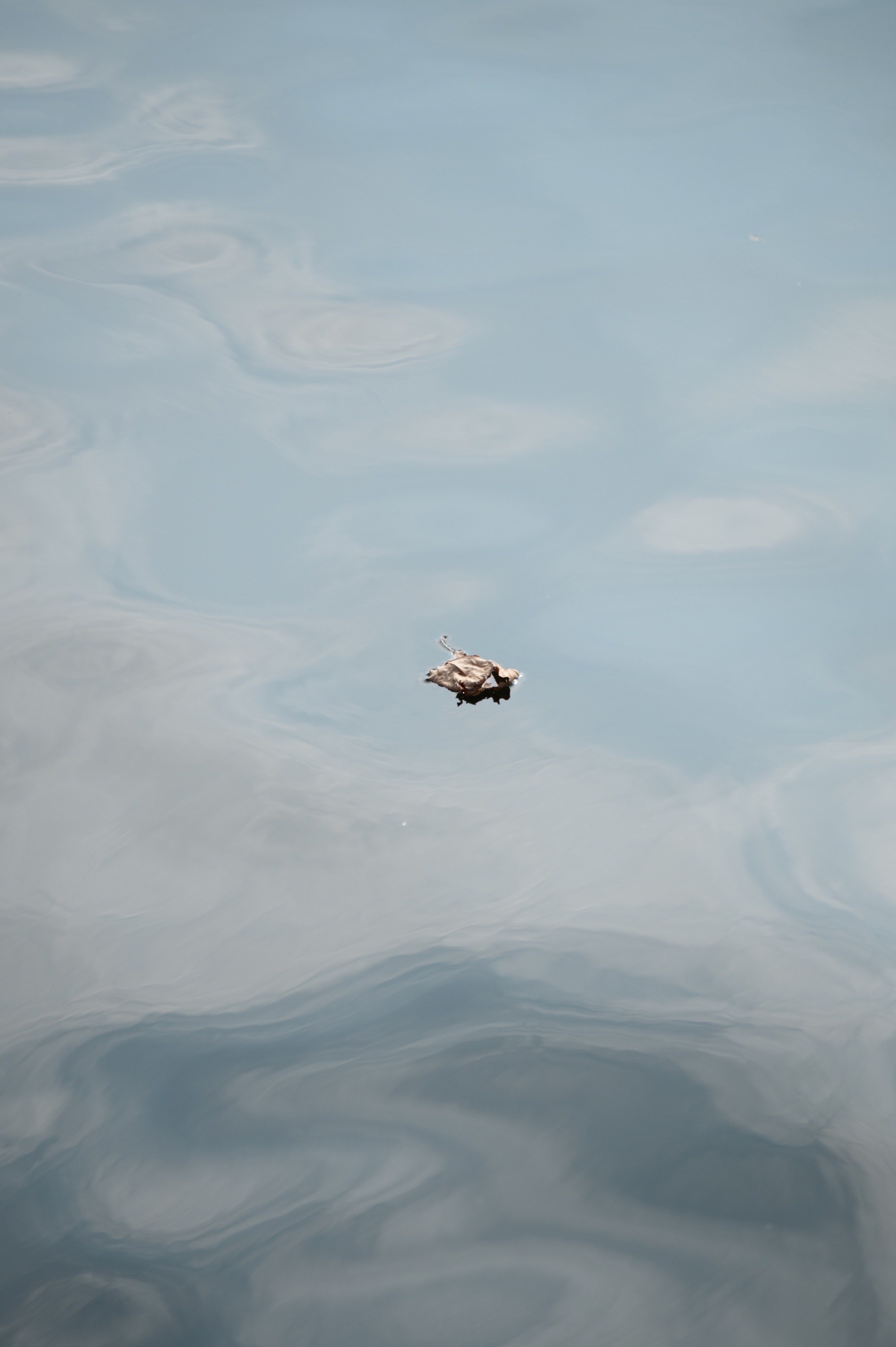 A lone leaf on the water
