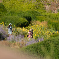 Explore the Royal Docks' Green Spaces