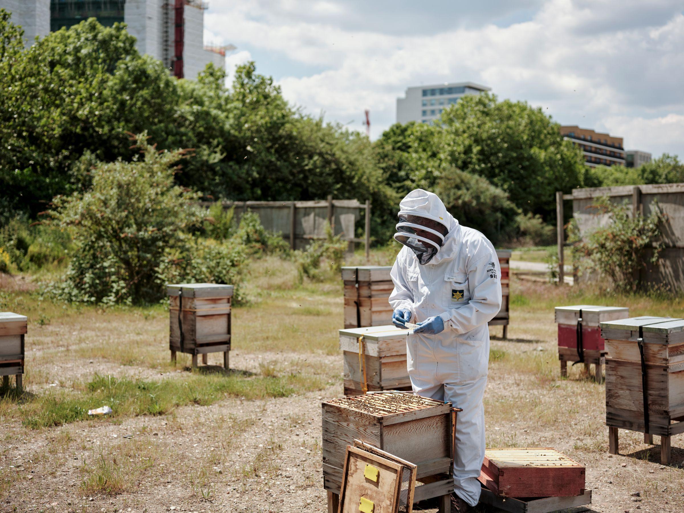 Meet the bees at Silvertown Quays | Royal Docks