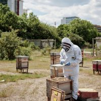 A beekeeper at Silvertown Keys surrounded by bees