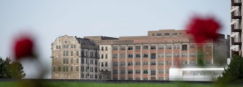 The Millennium Mills with red flowers in the foreground