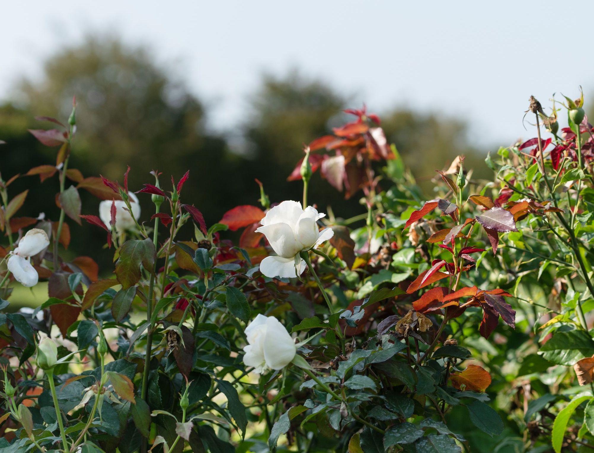 Roses on the bush