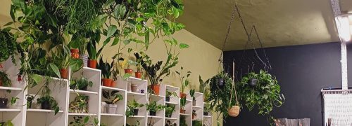 ﻿Plant Lovers London: nurturing growth in Custom House