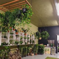 ﻿Plant Lovers London: nurturing growth in Custom House