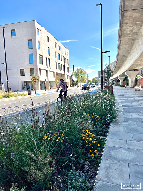 Royal Docks Rain Garden