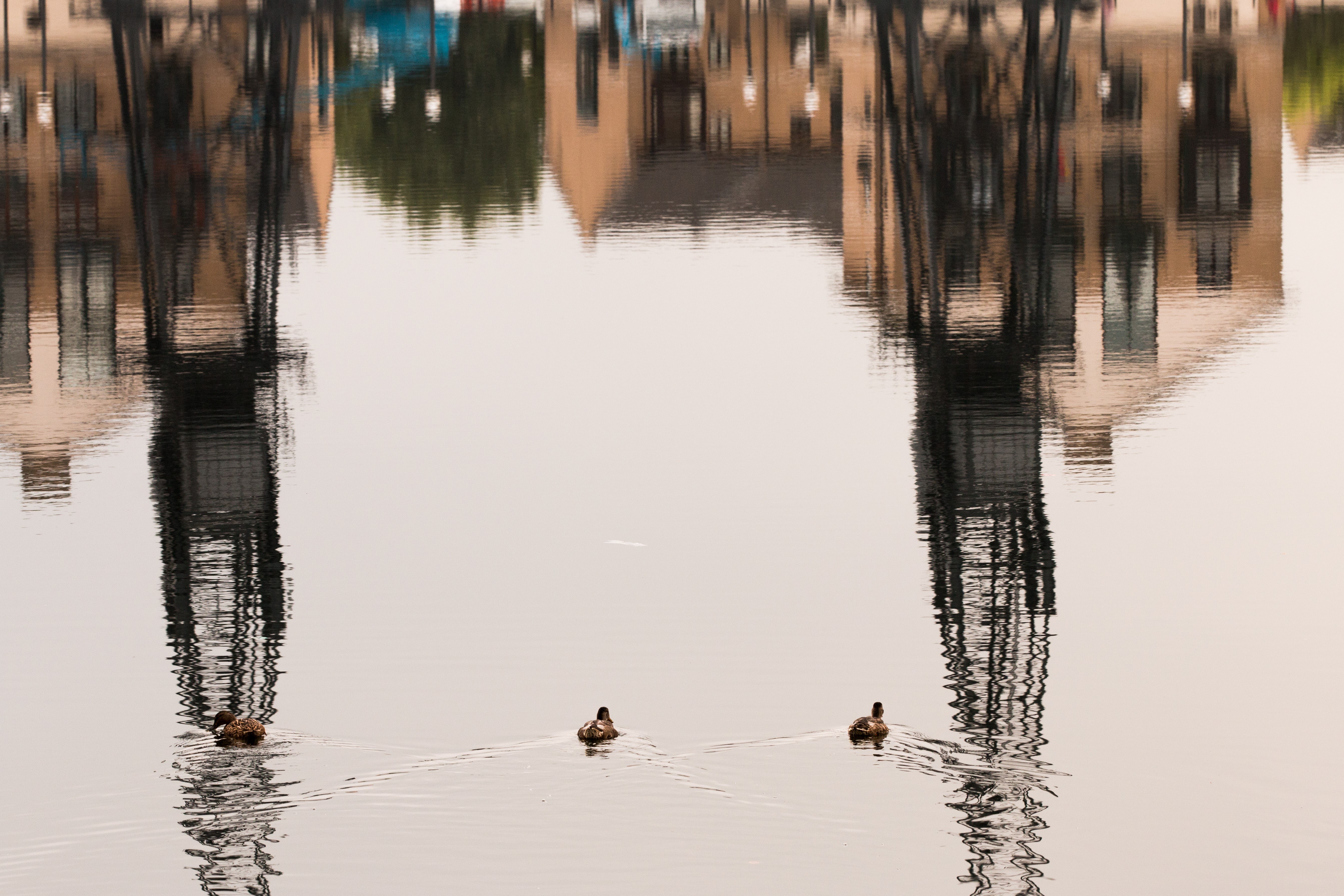 Three birds swimming in the water at the Royal Docks
