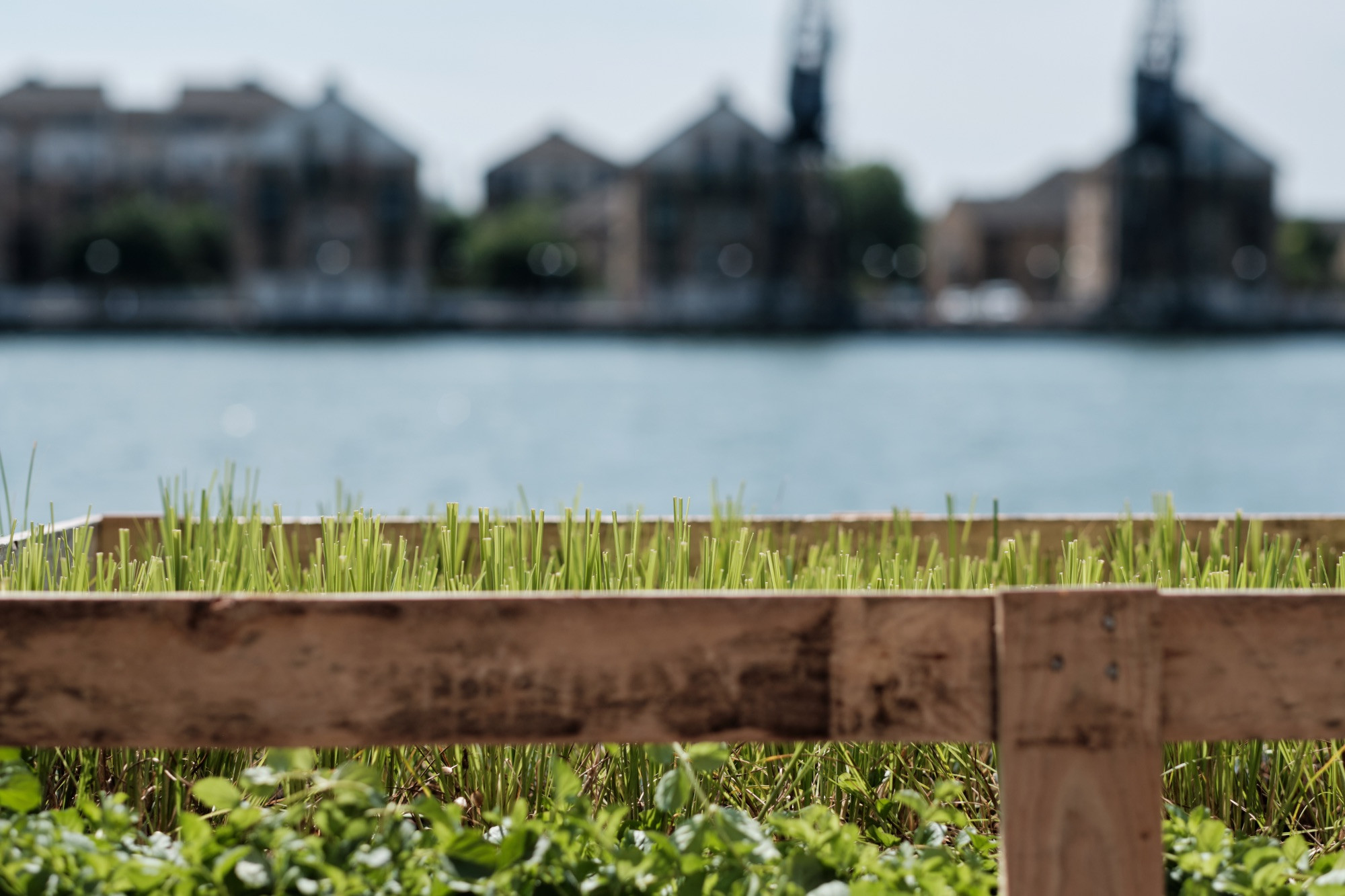 Royal Docks floating garden plants