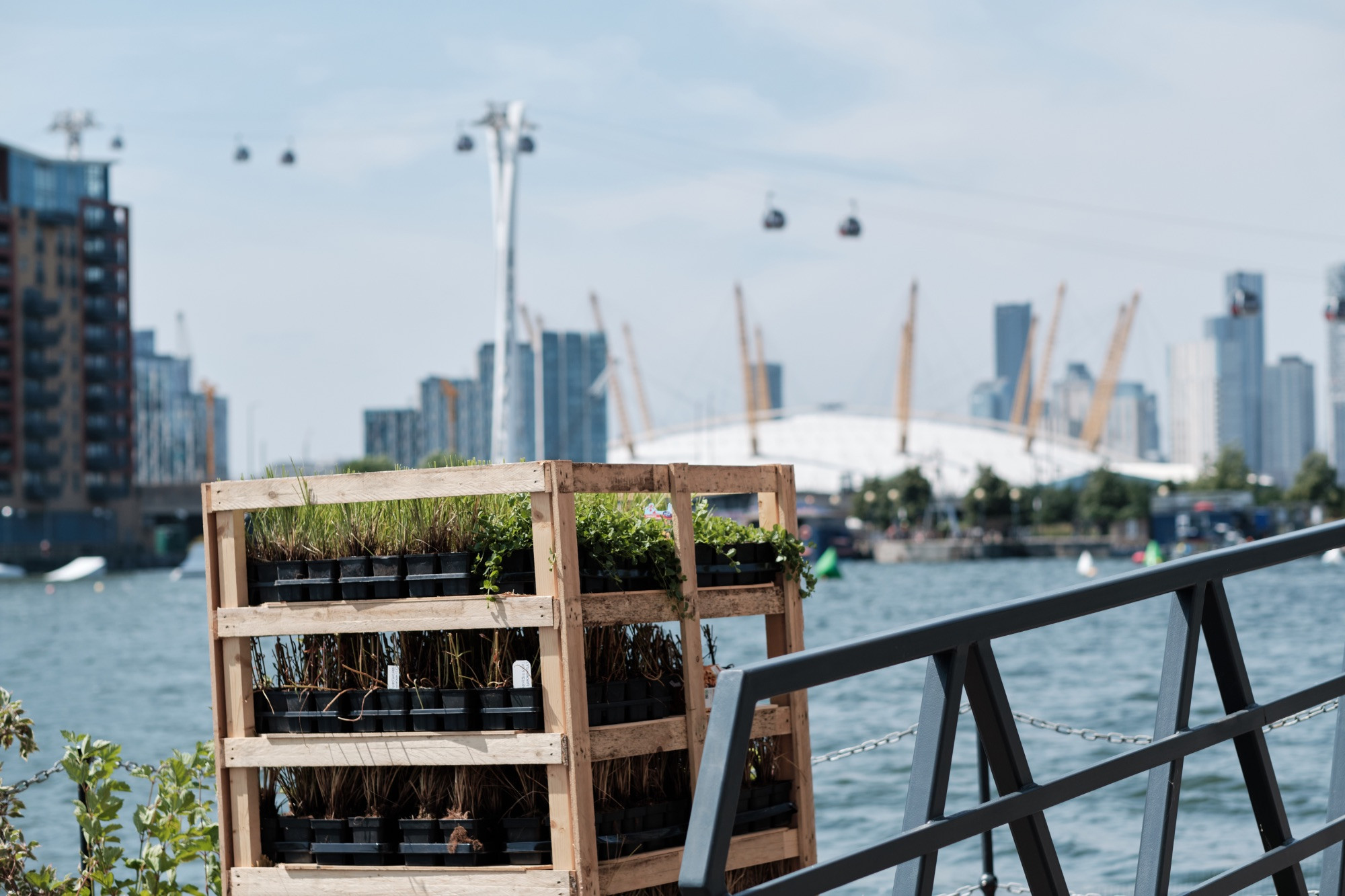 Royal Docks floating garden plants