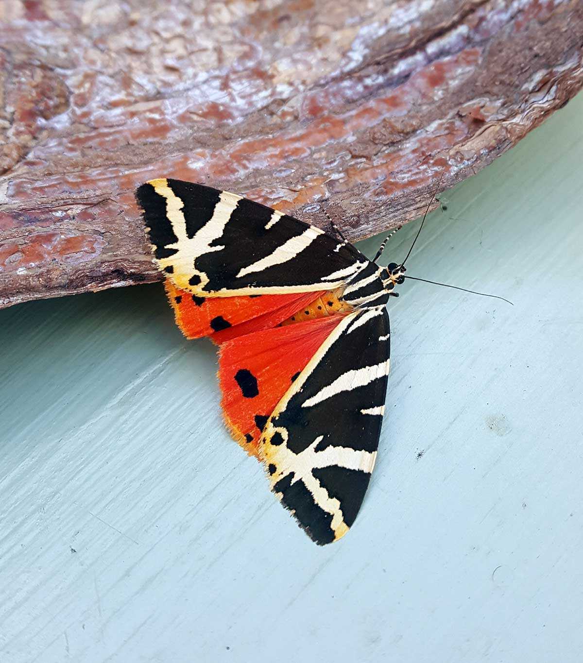 A Jersey Tiger Moth