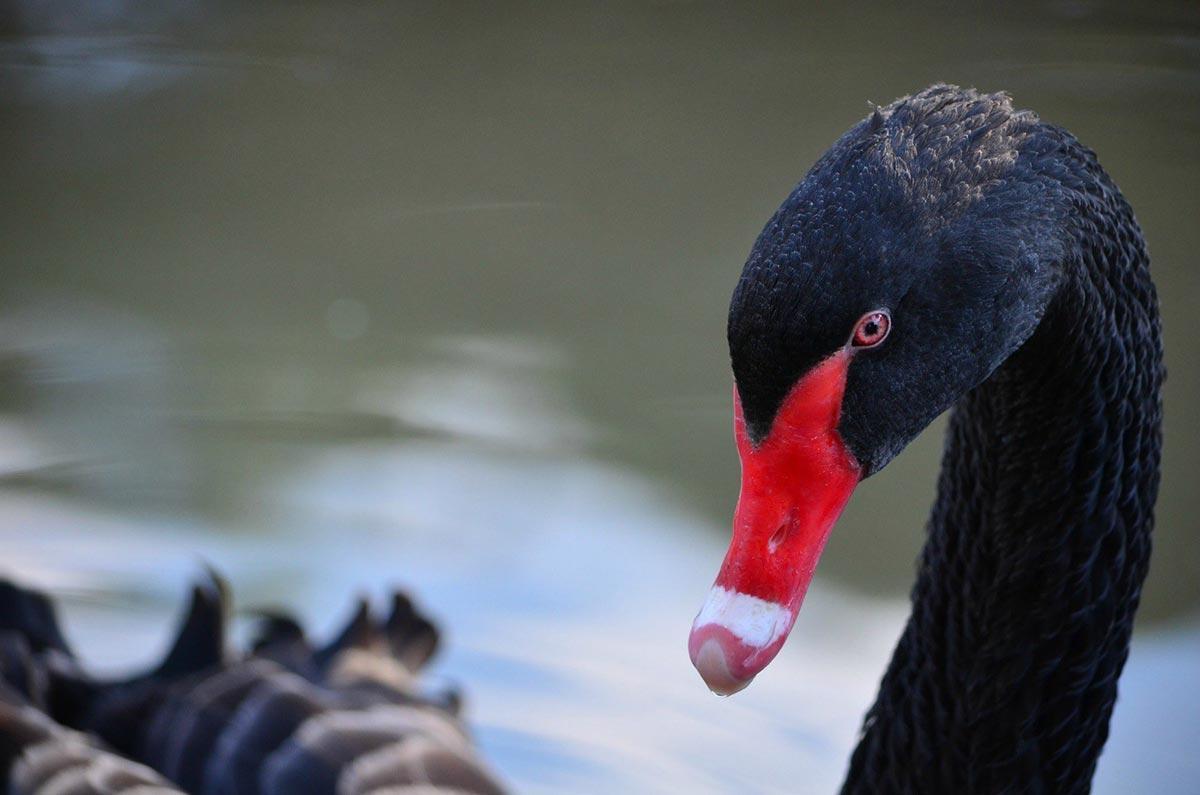 A black swan with a red and white beak